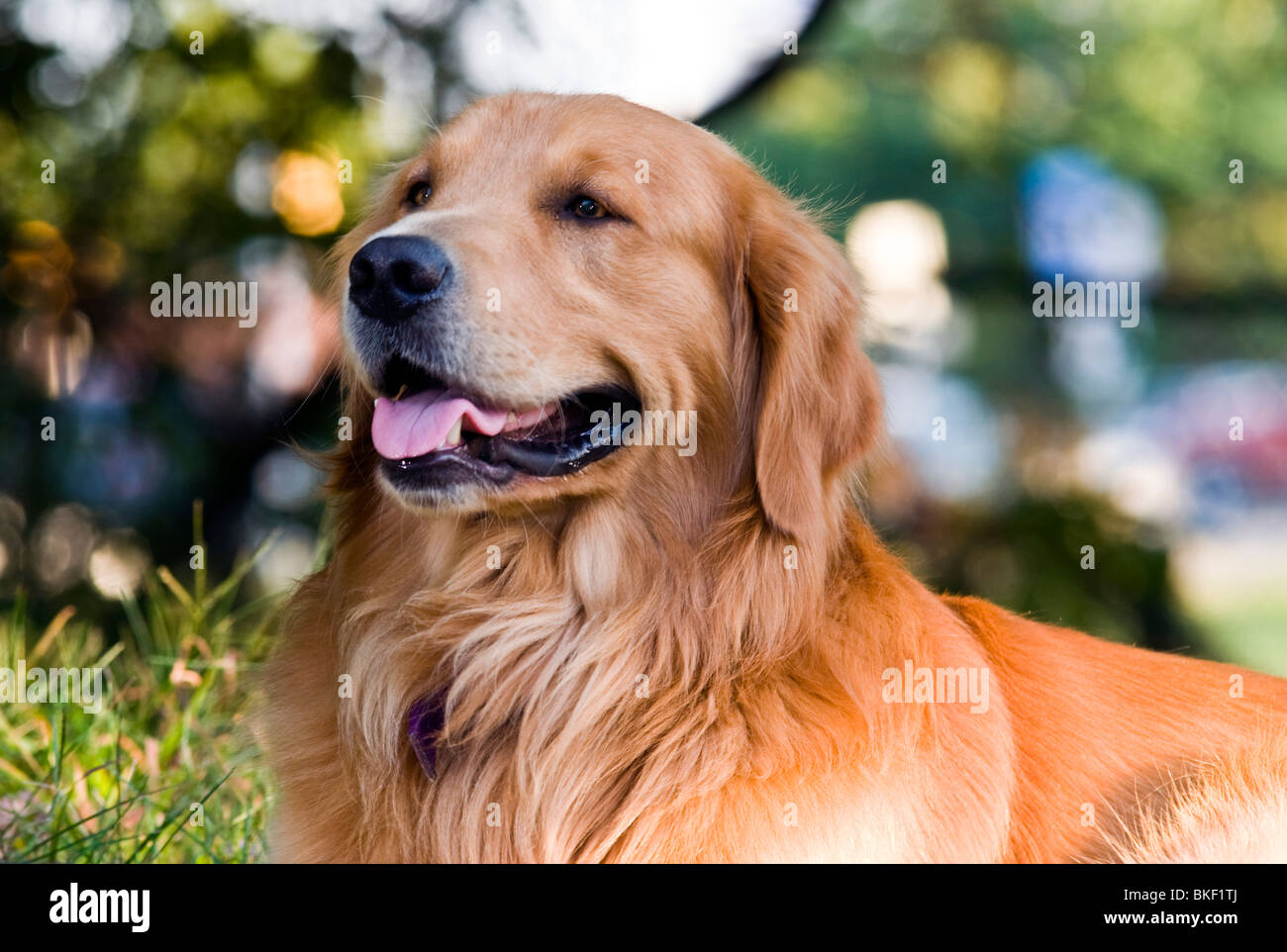 Golden retriever dans la lumière du soleil (Canis lupus familiaris) Banque D'Images