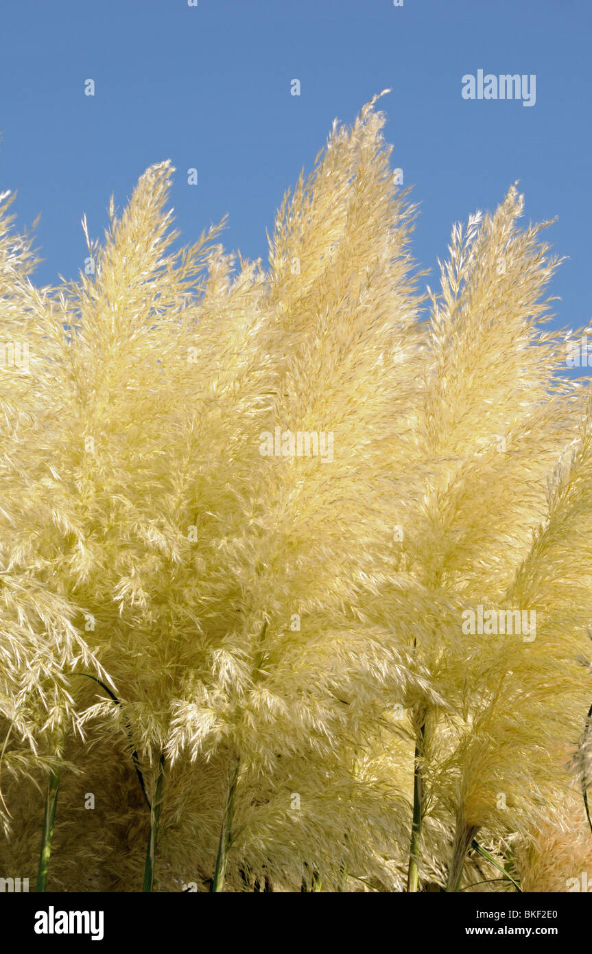 Panaches de l'herbe de la pampa (cortaderia selloana) contre le ciel bleu clair Banque D'Images