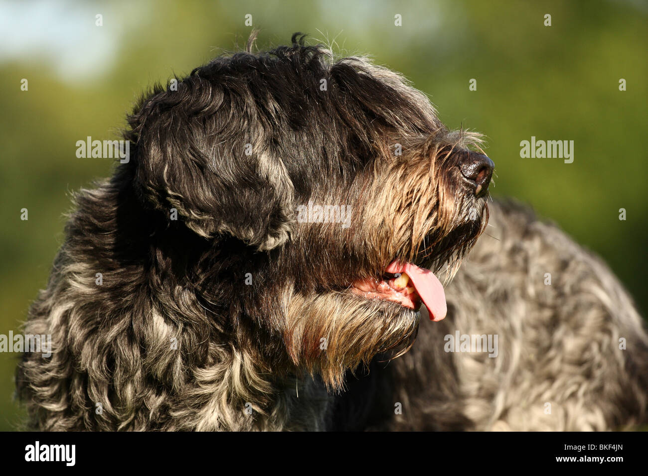 Schapendoes Portrait Banque D'Images