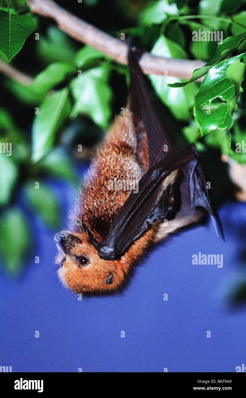 Close-up of fruit bat accroché sur une branche Banque D'Images