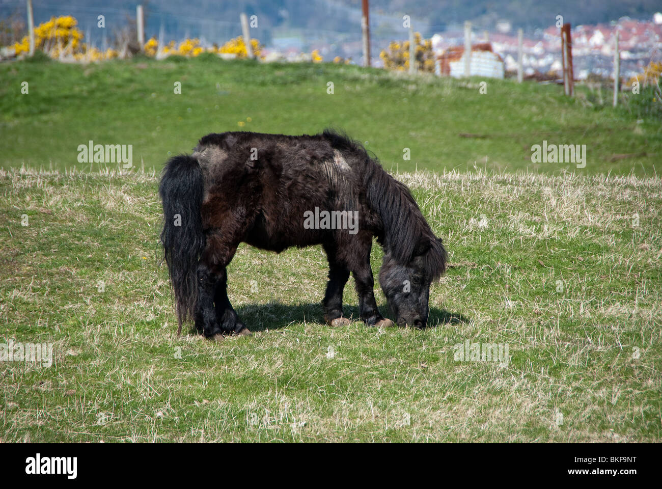 Poney Shetland Banque D'Images