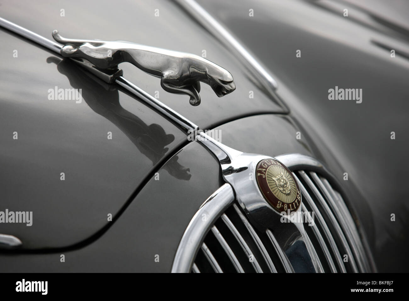 Badge Jaguar, voitures anciennes Banque D'Images