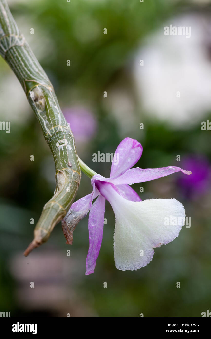 Close-up d'une orchidée, fleur en fleur Banque D'Images