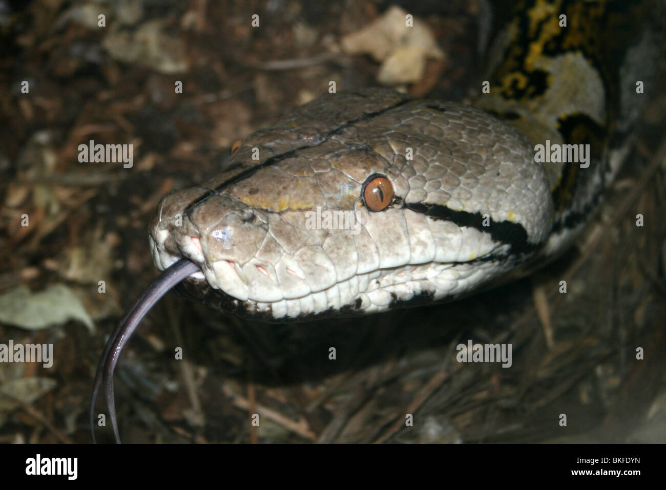Tête de Python reticulatus Python réticulé prises sur le Zoo de Chester, Royaume-Uni Banque D'Images