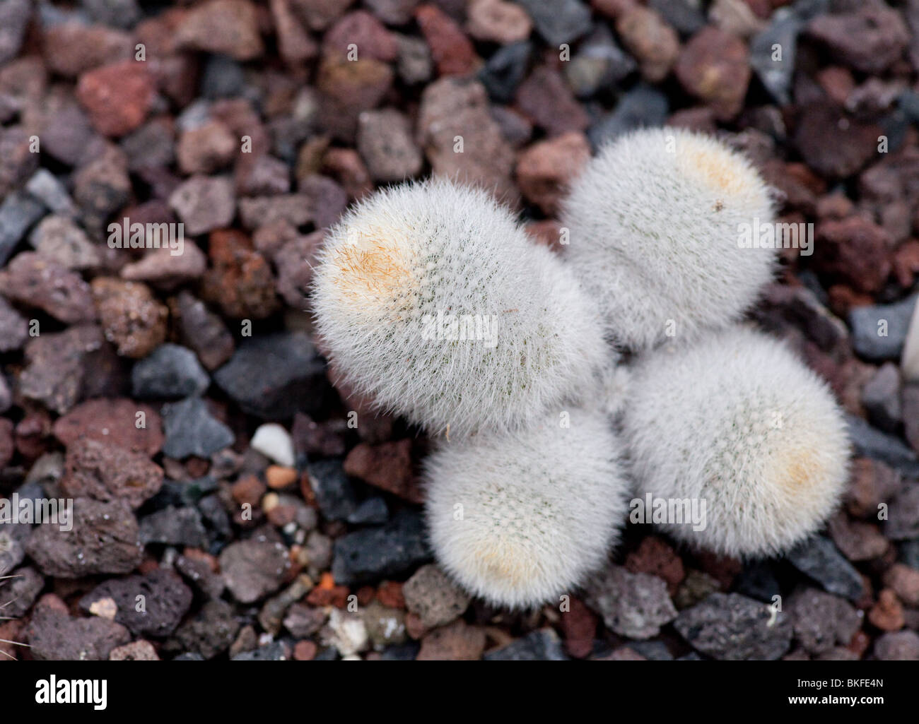 Close-up d'un Mammillaria cactus Banque D'Images