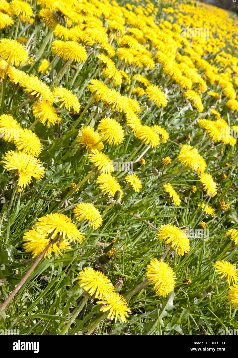 Vue oblique d'un grand nombre de pissenlits en fleur Banque D'Images