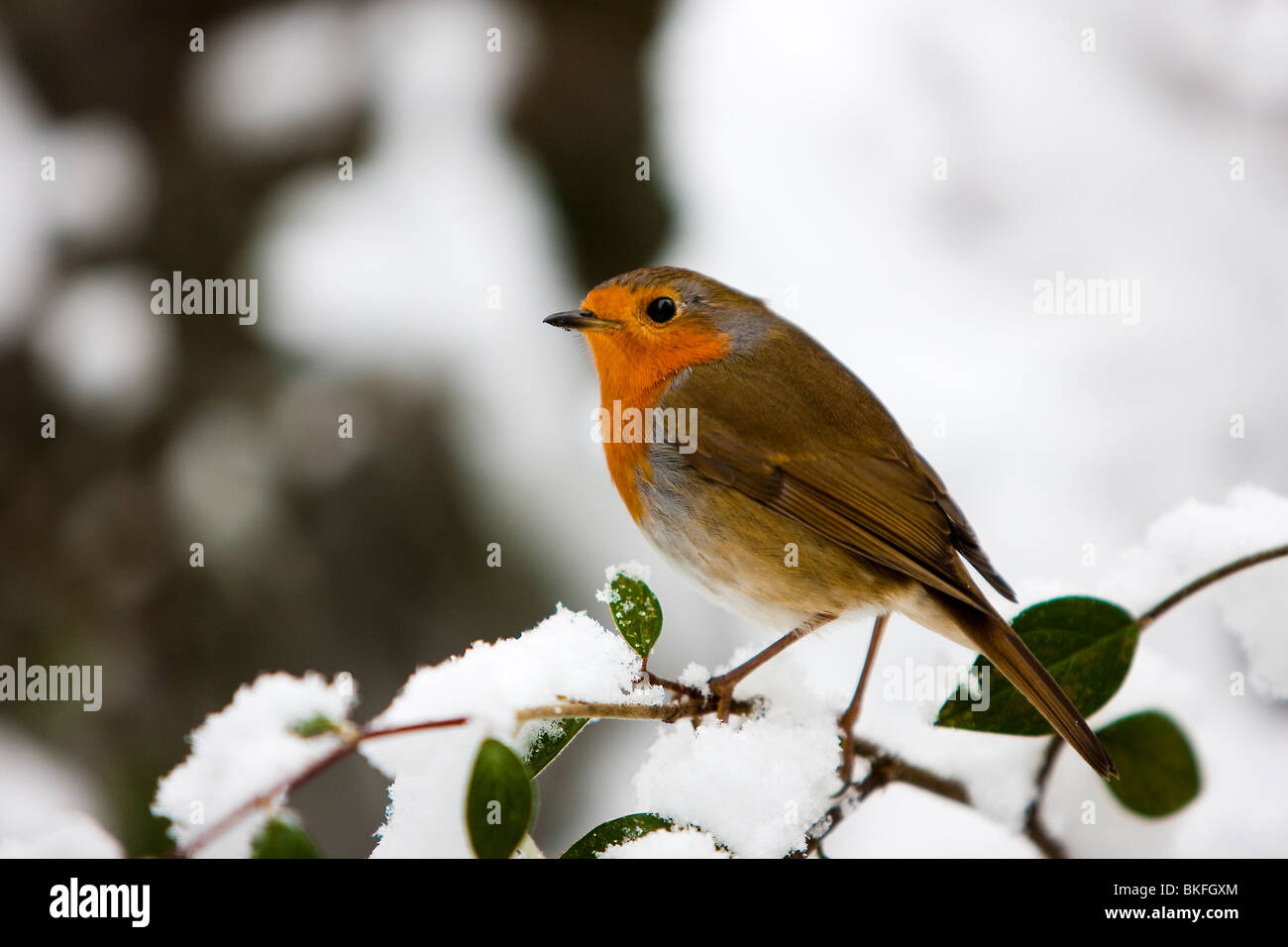 England UK Rougegorge familier Erithacus rubecula aux abords dans la neige copy space Banque D'Images