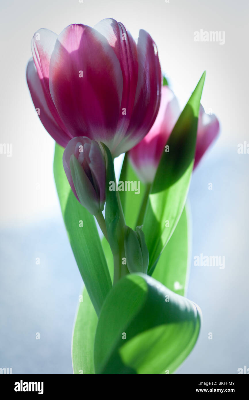 Bordeaux fleurs tulipes contre la lumière d'une fenêtre Banque D'Images
