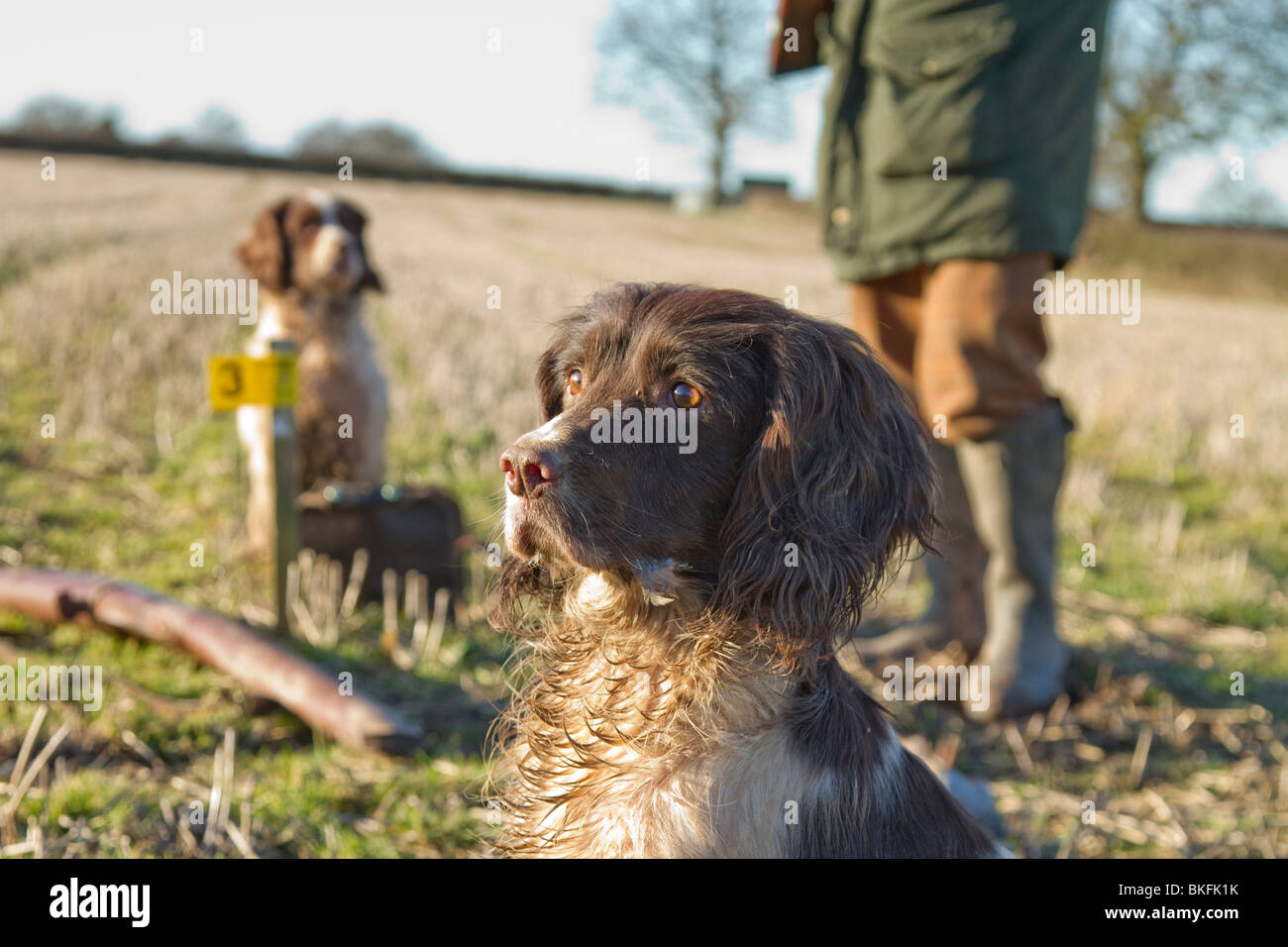 Un springer spaniel chien en attente à un faisan shoot avec la propriétaire, à l'affût de faisans, alerte à la Banque D'Images
