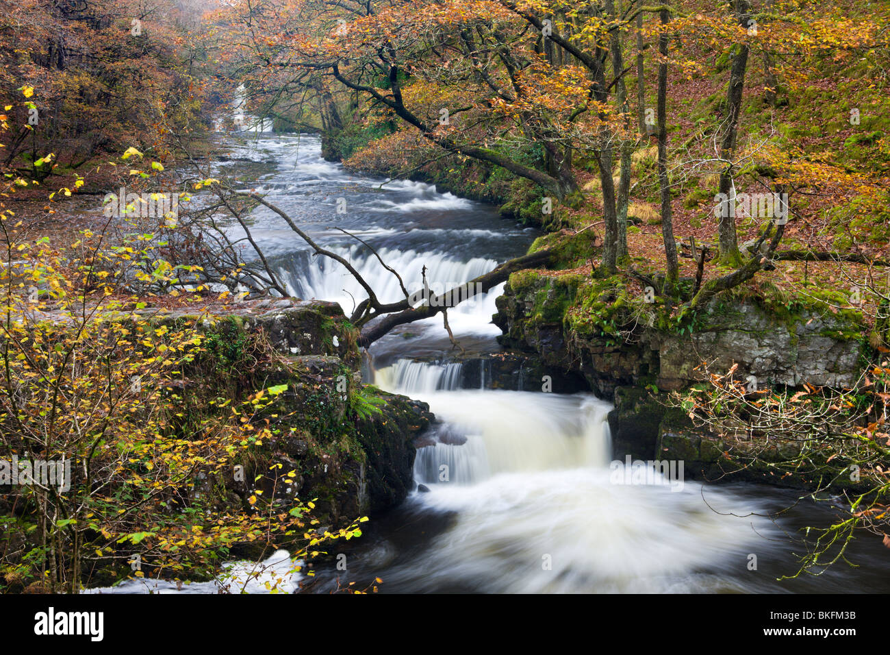 Horseshoe Falls sur la rivière Afon Nedd Fechan et feuillage d'automne, près de Pontneddfechan, parc national de Brecon Beacons, le Pays de Galles. Banque D'Images