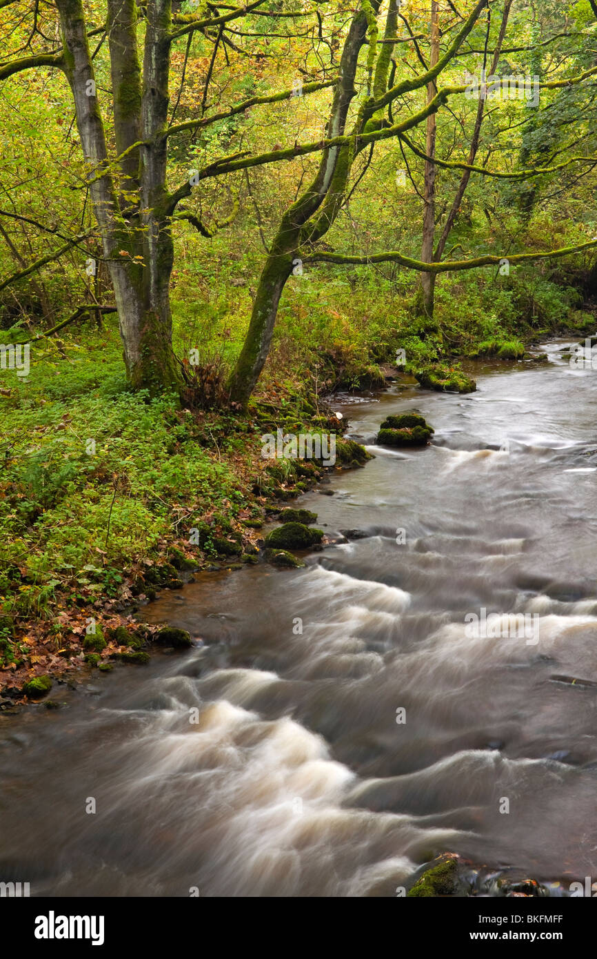 Rivière Wye avec rochers en premier plan à Chee Dale près de Bakewell dans le parc national de Peak District Derbyshire, Angleterre, Royaume-Uni Banque D'Images