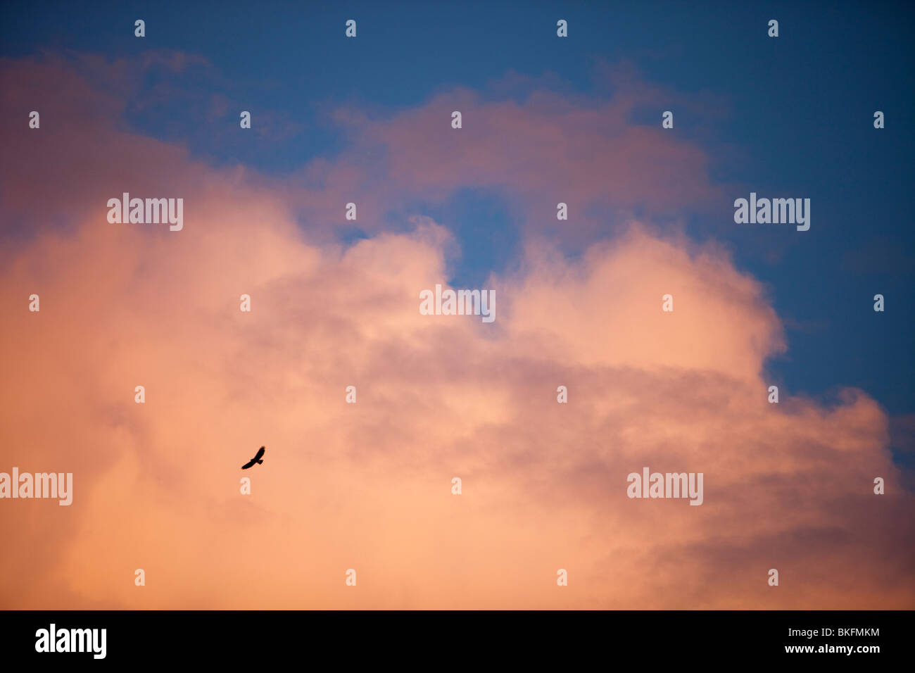 Une buse en vol avec coucher du soleil nuages sur Ambleside, Lake District, UK Banque D'Images