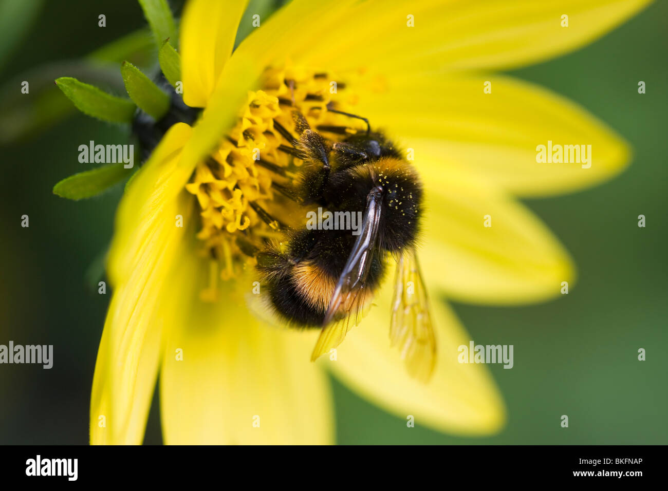 BUFF-TAILED bourdon (Bombus terrestris) se nourrissant de fleur de jardin, Sussex, UK Banque D'Images