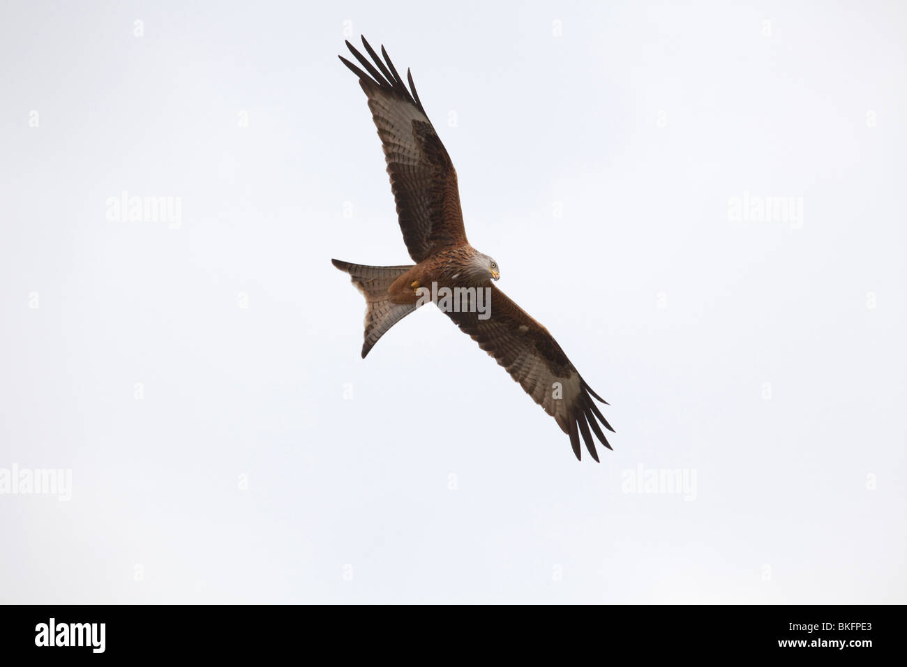 Le Milan royal Milvus milvus planeur sur les thermiques au dessus de la Cambrian mountains sur une chaude journée brumeuse au Pays de Galles Banque D'Images