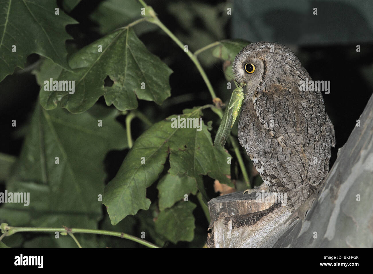 Scops owl eurasien apportant les proies (great green bush-cricket) à ses oisillons au nid Banque D'Images