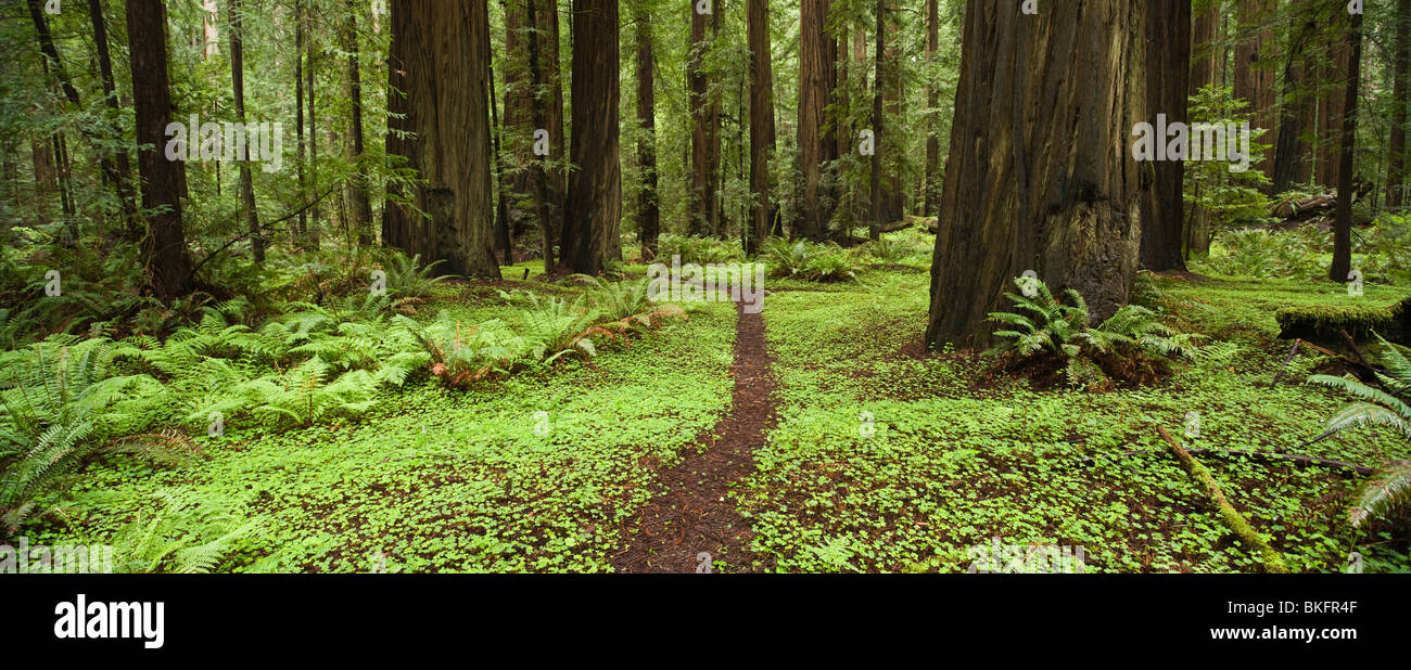 Sentier à travers la forêt, Humboldt Redwoods State Park, Californie Banque D'Images
