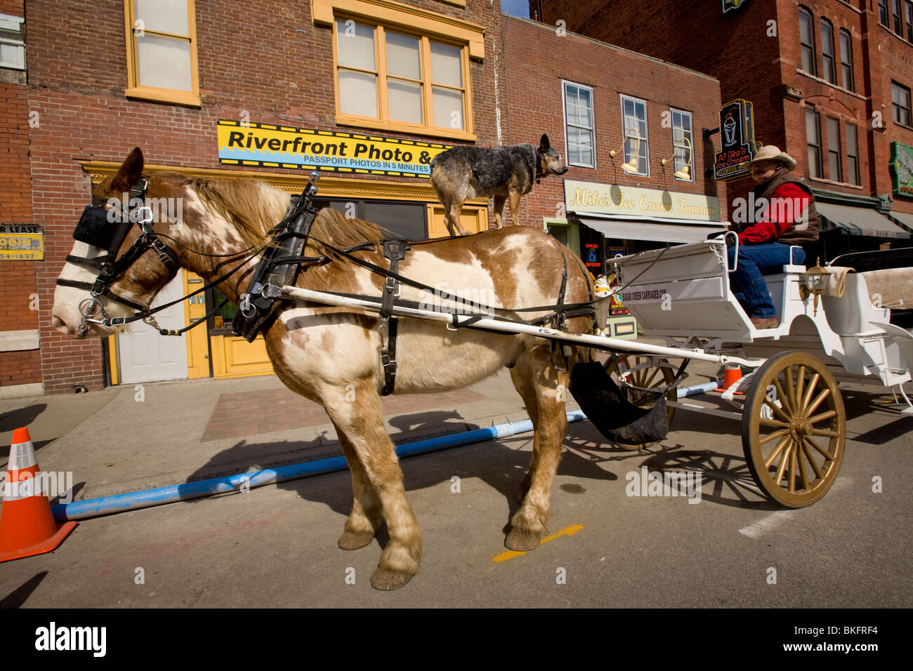 Chien dressé à l'arrière du cheval de chariot, Nashville, Tennessee Banque D'Images