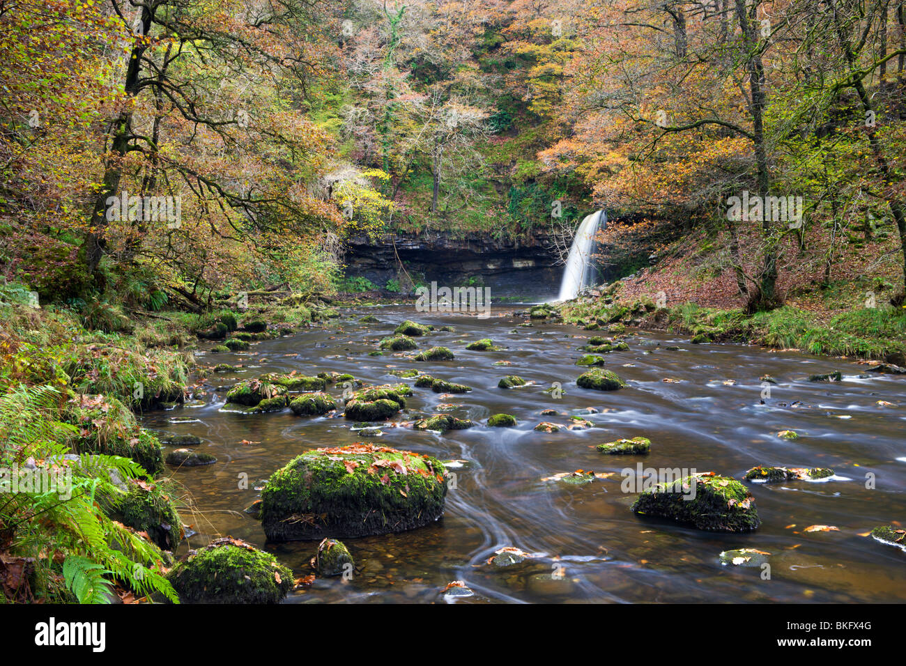 Sgwd Gwladus cascade bordée de feuillages automnaux, près de l'Ystradfellte, parc national de Brecon Beacons, Powys, Wales, UK. Banque D'Images