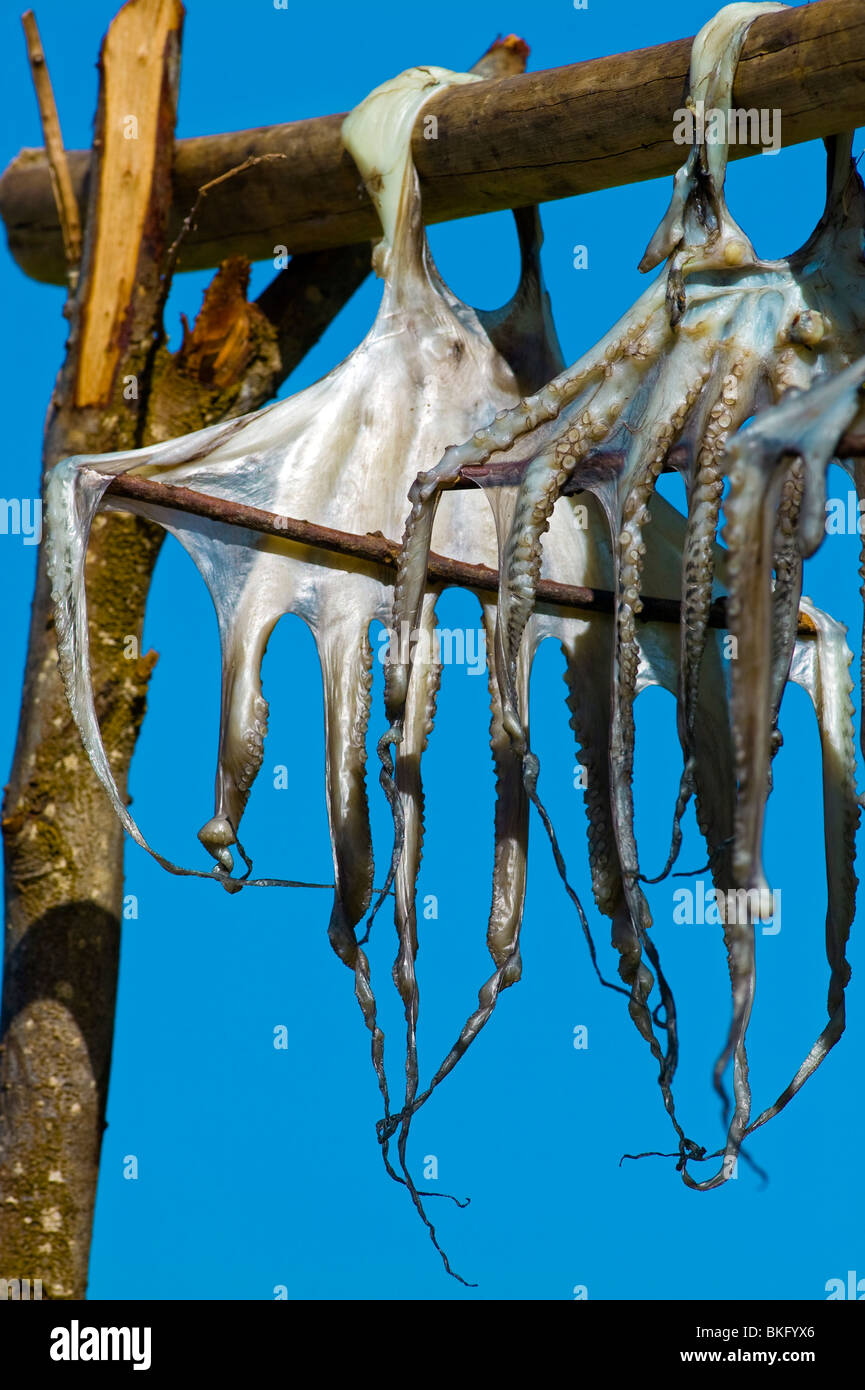 Rodrigues Octopus Rodrigues island fish Banque de photographies et d’images à haute ...