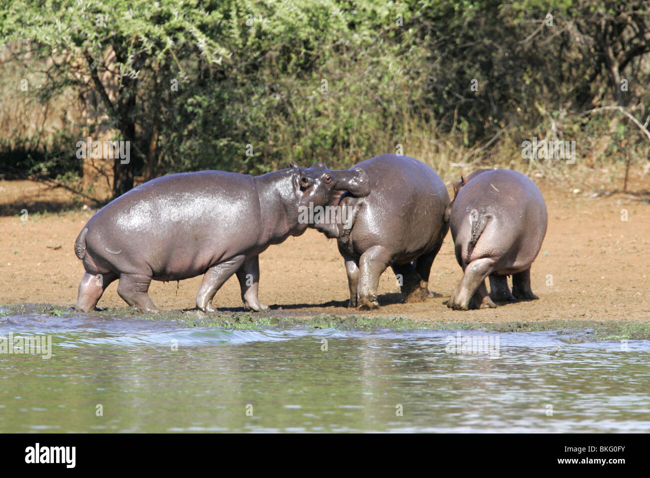 Hippo, Kruger, parc, au sud, l'Afrique Banque D'Images