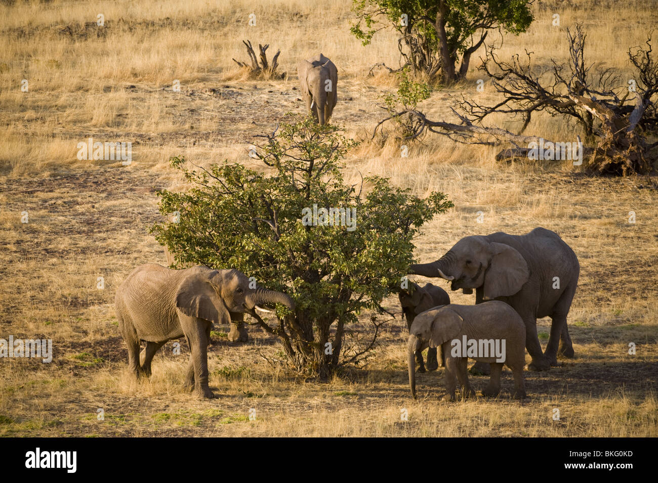 Adapté du Désert éléphants dans la concession de Palmwag, région de Kunene, le nord de la Namibie. Banque D'Images