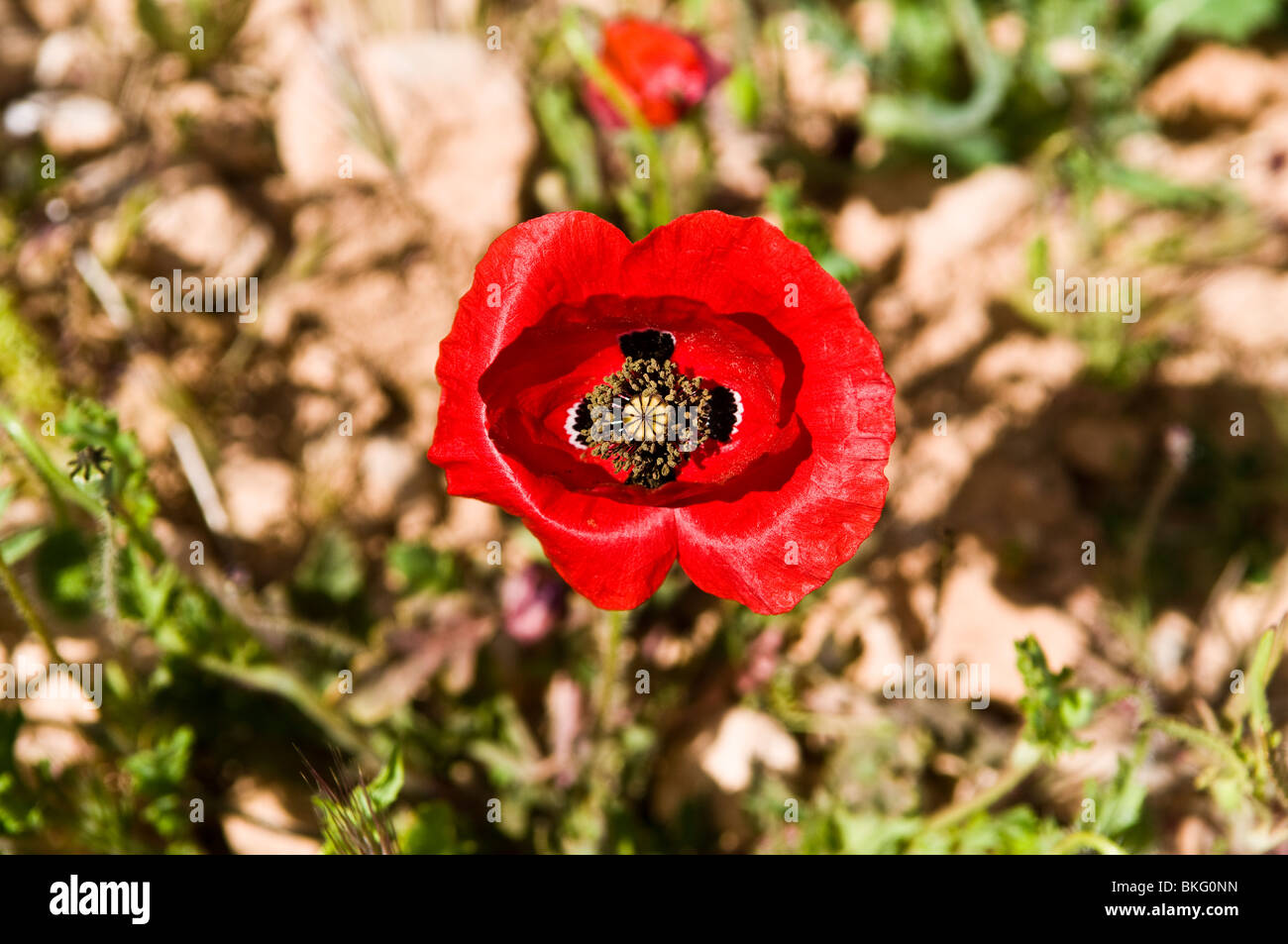 Une belle Anemone coronaria fleur. Banque D'Images