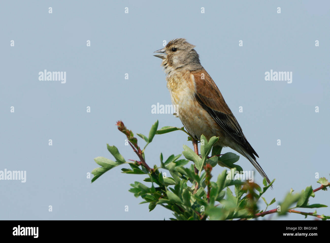Mâle chanteur Linnet en haut d'un arbre peut- Banque D'Images