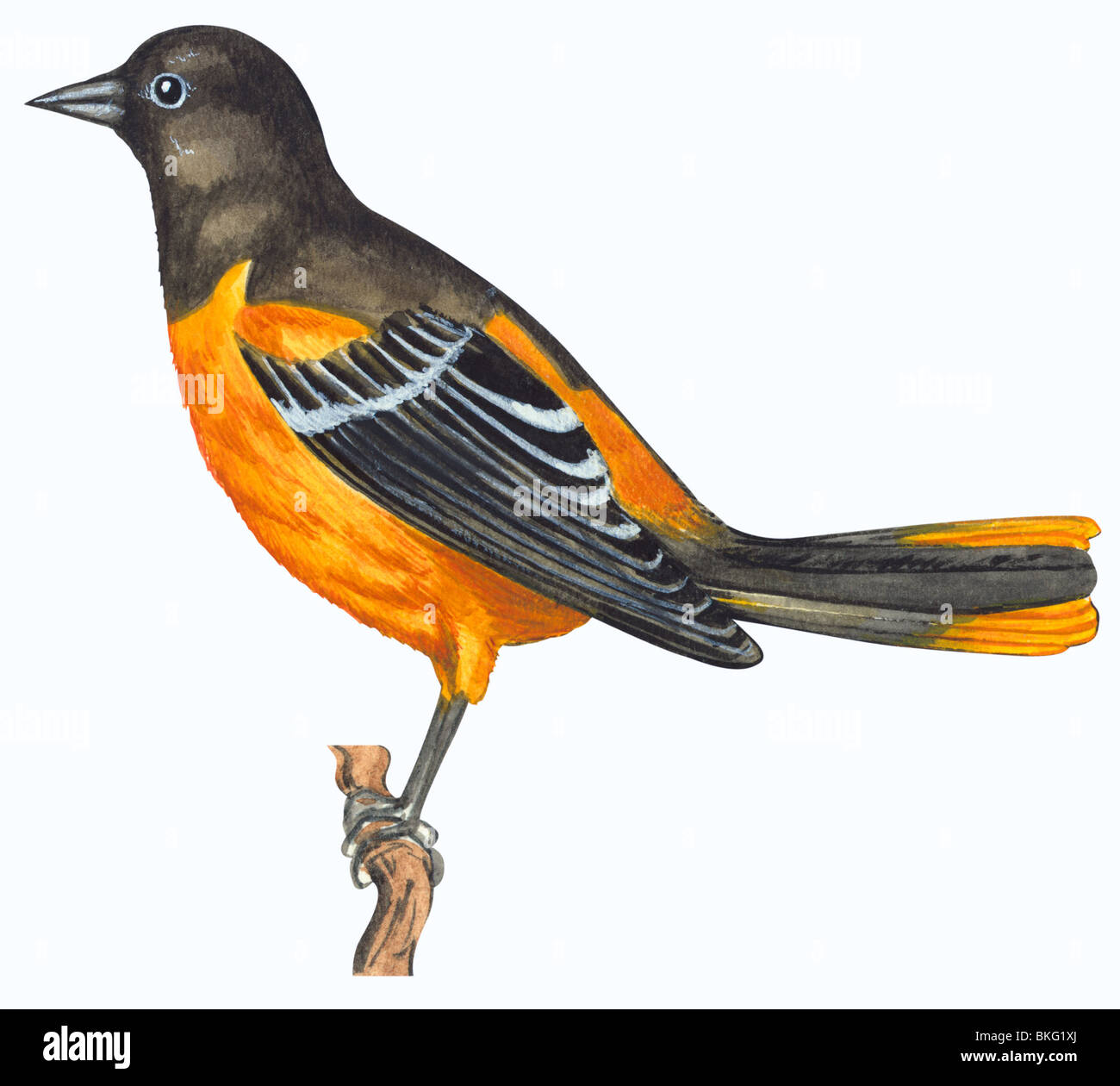 L'oriole de Baltimore Banque D'Images L'oriole de Baltimore Banque D'Images