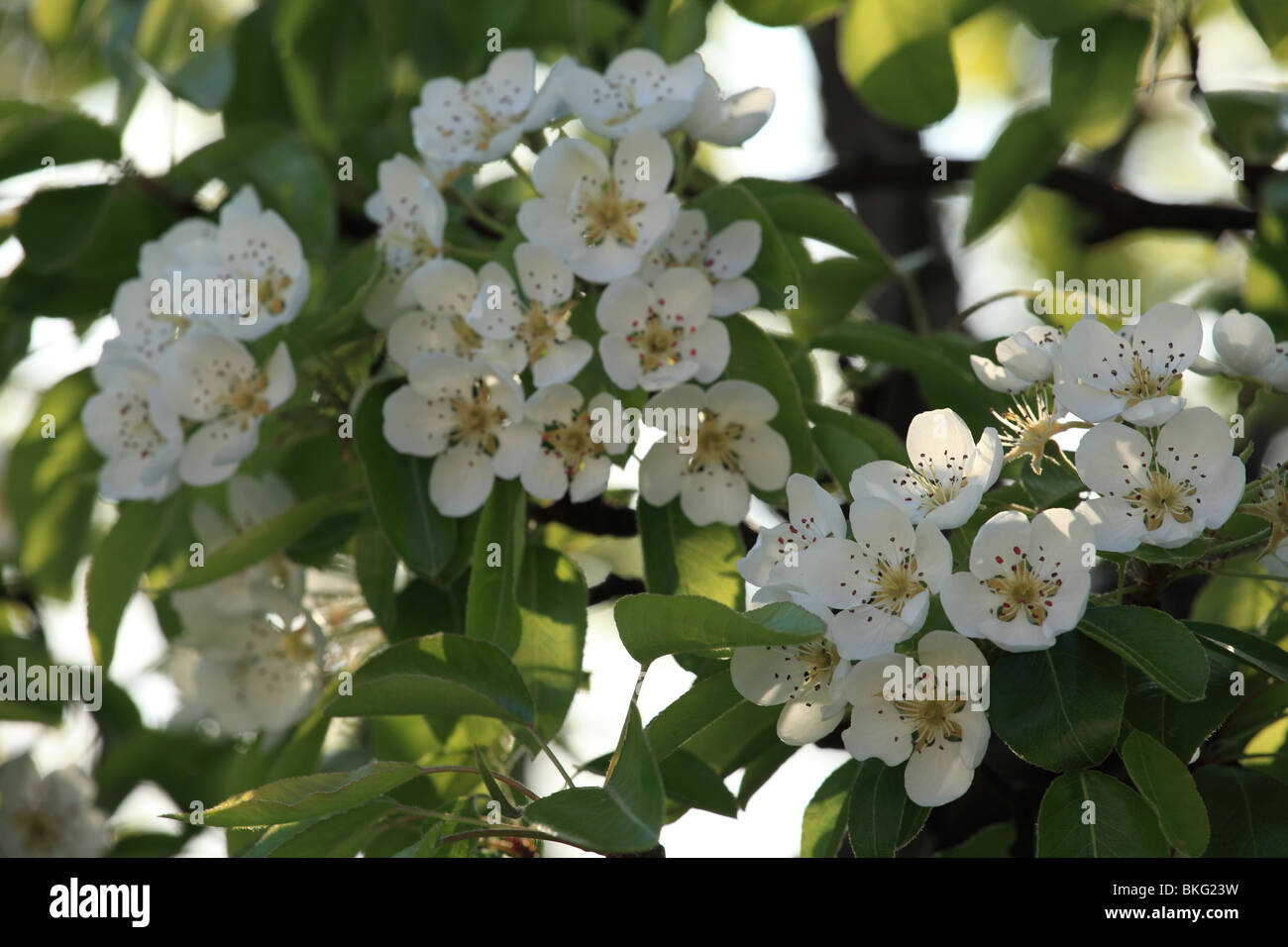 Pear Tree Blossom. Banque D'Images