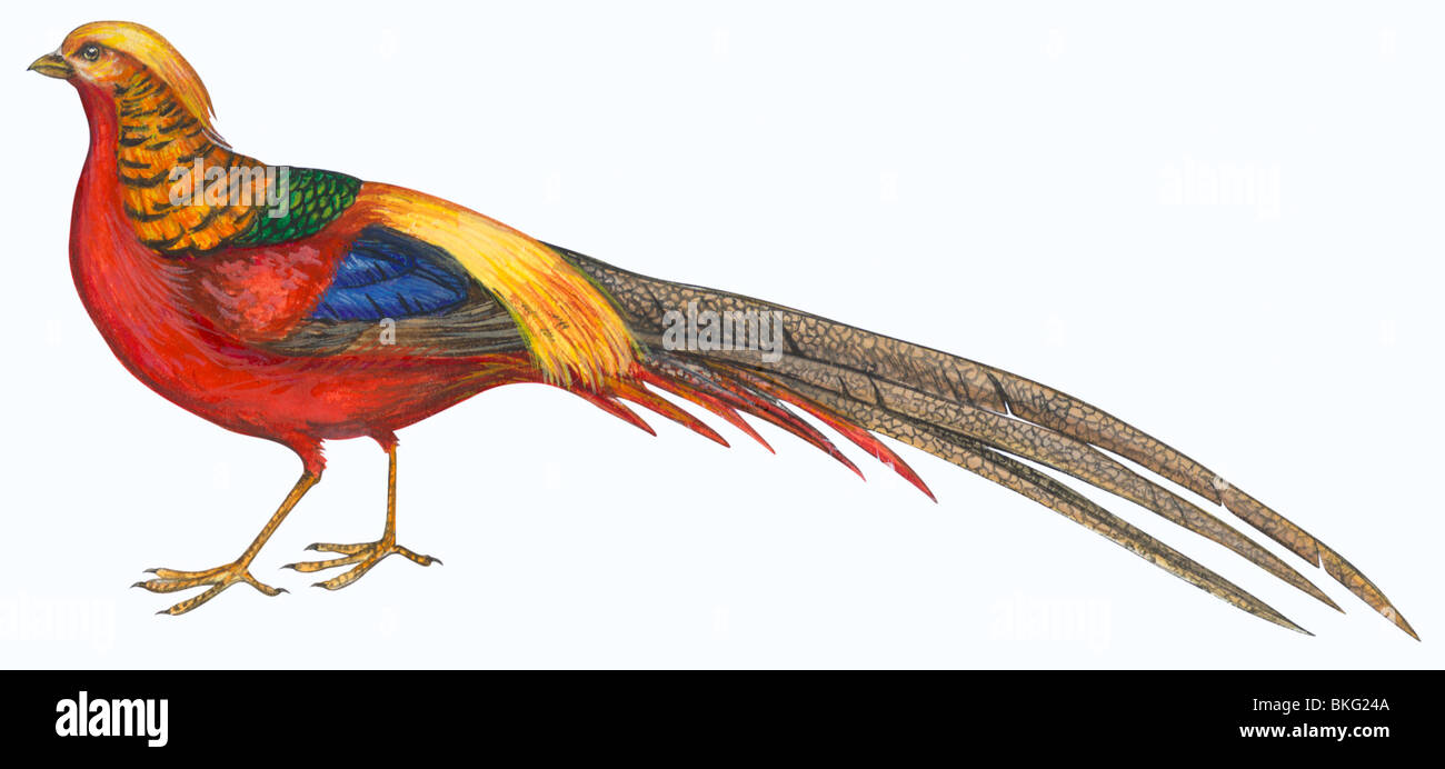 Faisan d’or Banque D'Images