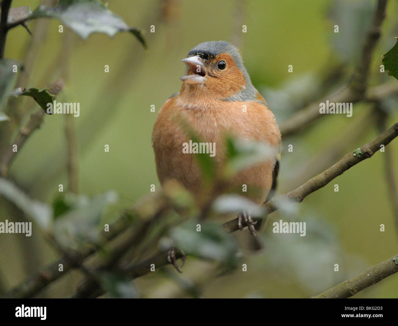 Mâle chanteur Chaffinch holly Banque D'Images