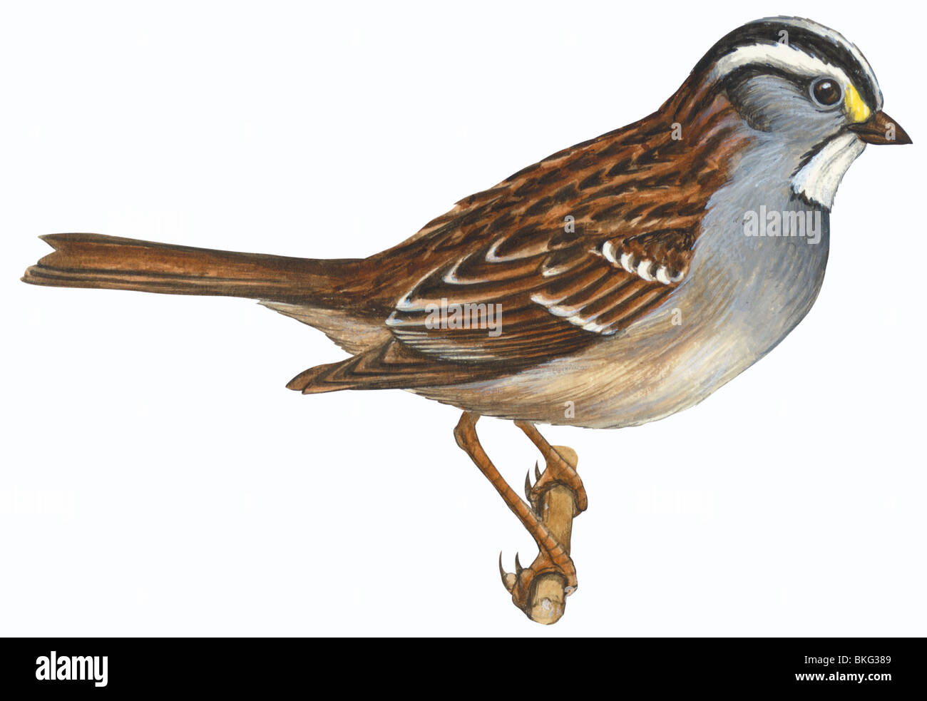 White-Throated sparrow Banque D'Images