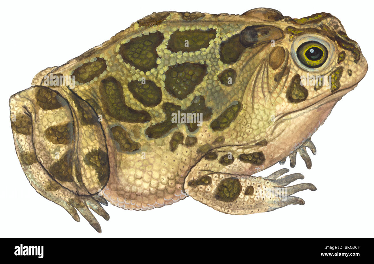 Art de crapaud Banque de photographies et d’images à haute résolution