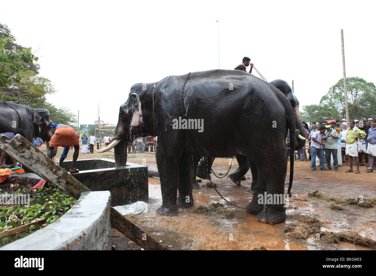 Cornacs lave-éléphants à thrissur, Kerala Banque D'Images