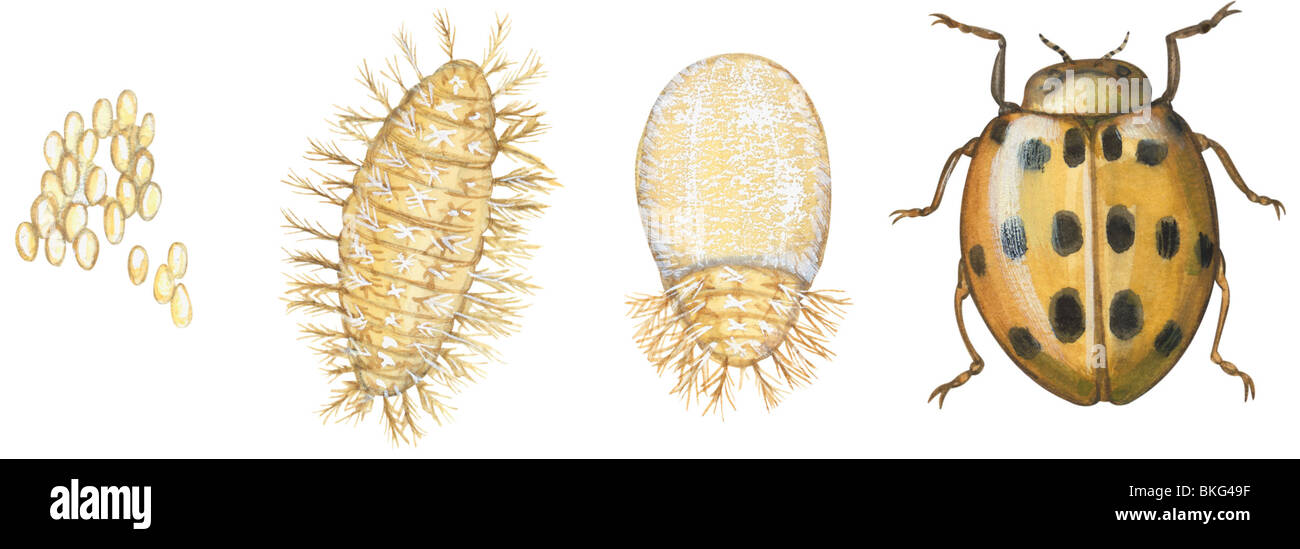 Coccinelle mexicaine des haricots Banque D'Images