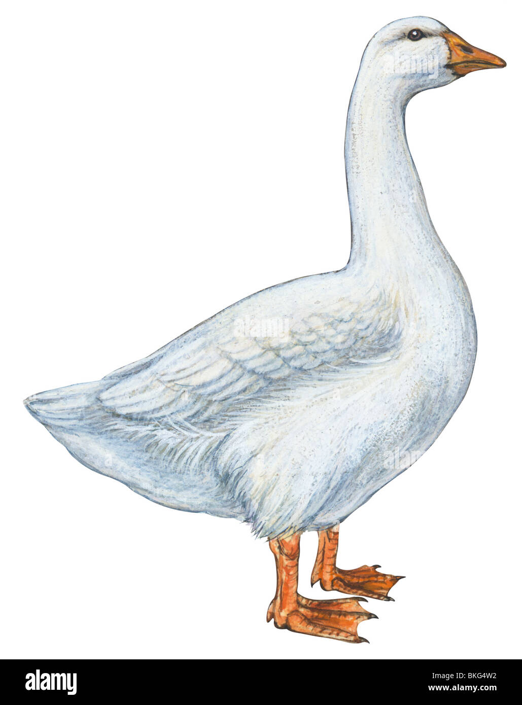 Oie cendrée domestique Banque D'Images