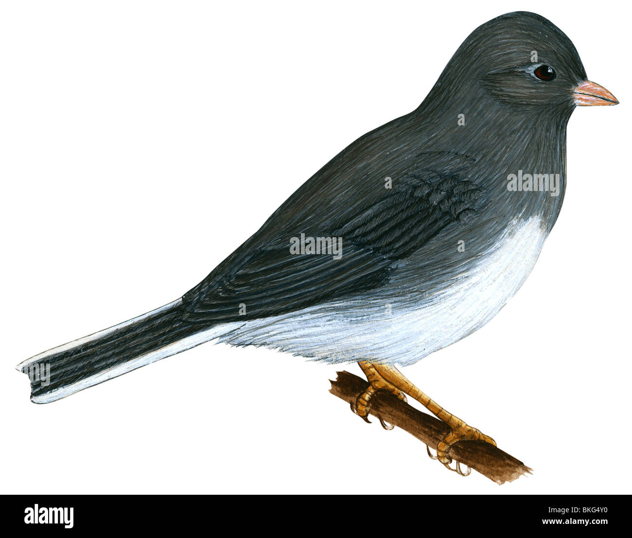 Slate-Colored Junco Banque D'Images