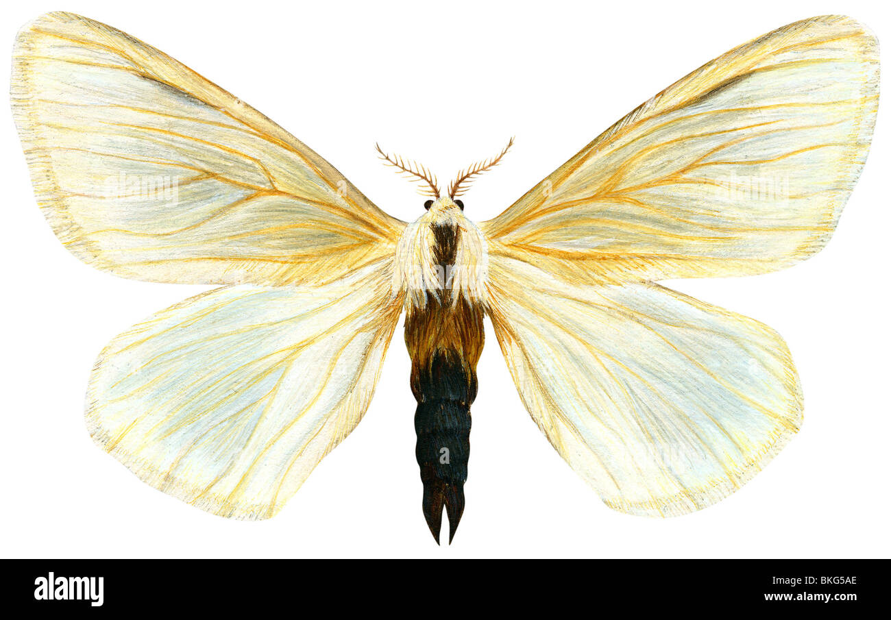 Browntail papillon de nuit Banque D'Images