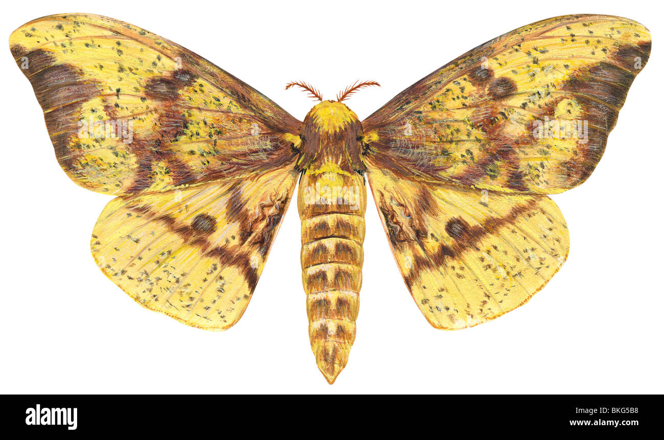 Imperial moth Banque D'Images