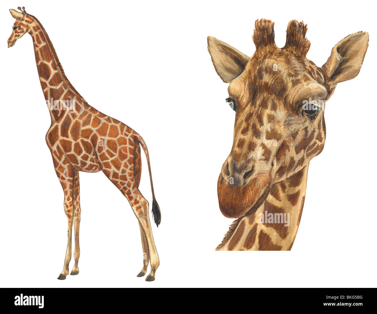 Giraffe réticulée Banque D'Images