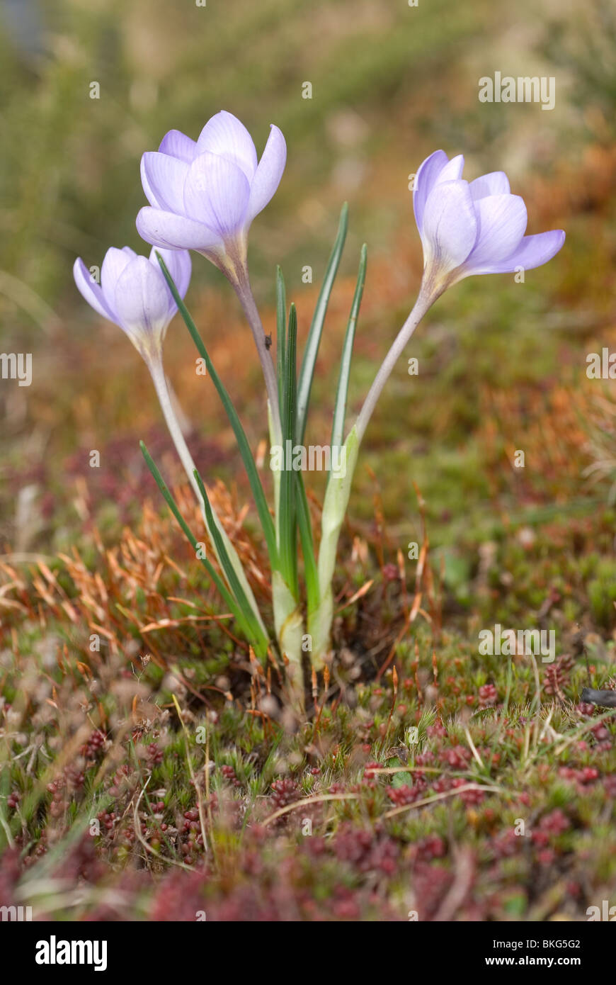 Crocus (Crocus carpetanus de montagne) Banque D'Images