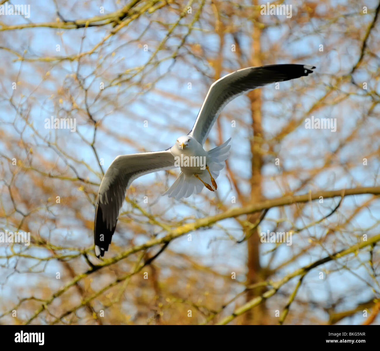 Moindre goéland marin vers côté photographe dans une petite forêt avec aile complètement ouverte Banque D'Images