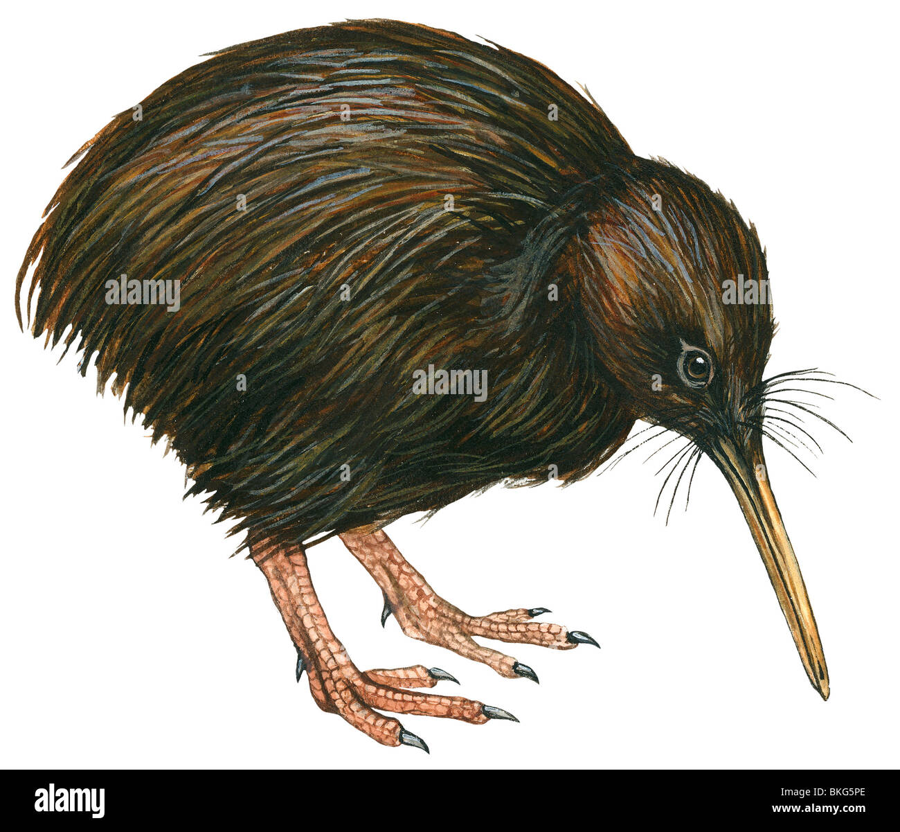 Kiwi commun Banque D'Images