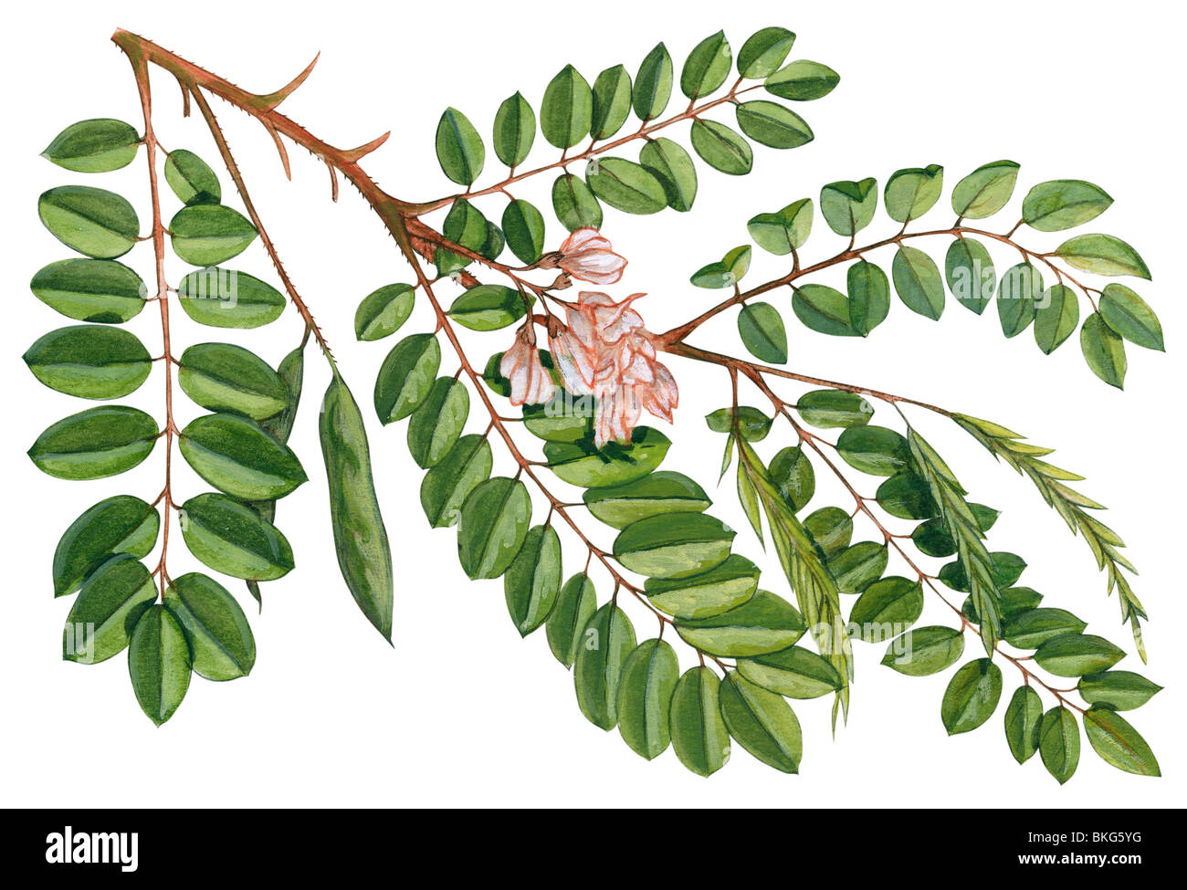 Locust moite Banque D'Images