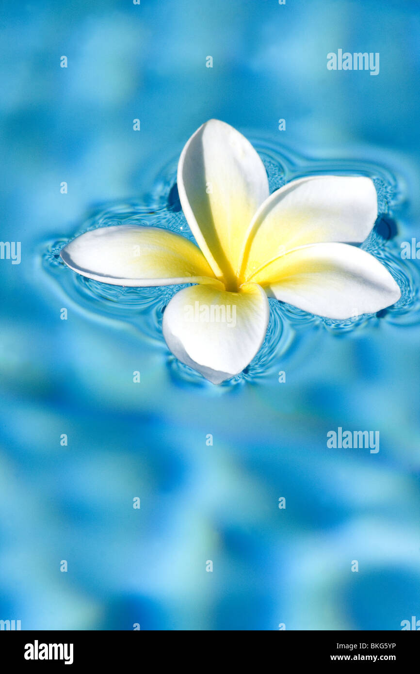 Close-up de jasmin fleur sur fond de l'eau Banque D'Images