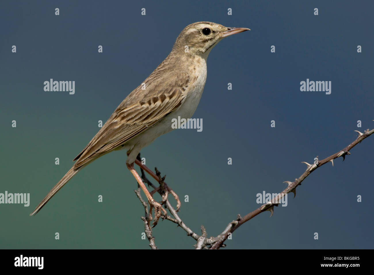 Duinpieper doornentak in tegen een egale achtergrond. Tawny Pipit spioncelle sur un buisson avec un ciel uniforme dans l'arrière-plan. Banque D'Images