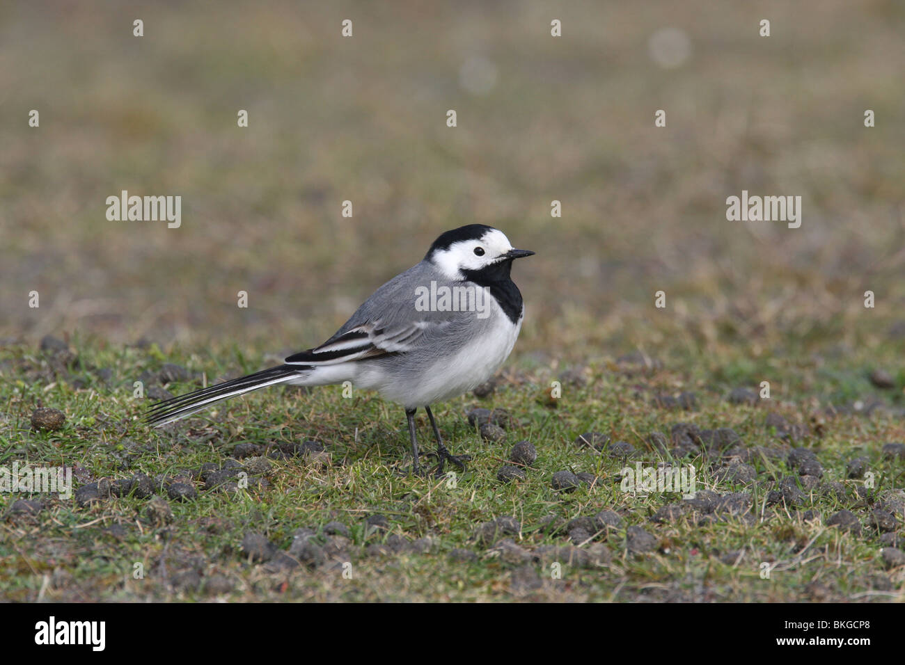 Bergeronnette grise Banque D'Images