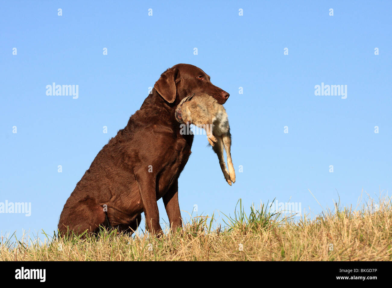 Chesapeake Bay Retriever bei der Jagd / Chesapeake Bay Retriever avec les proies Banque D'Images