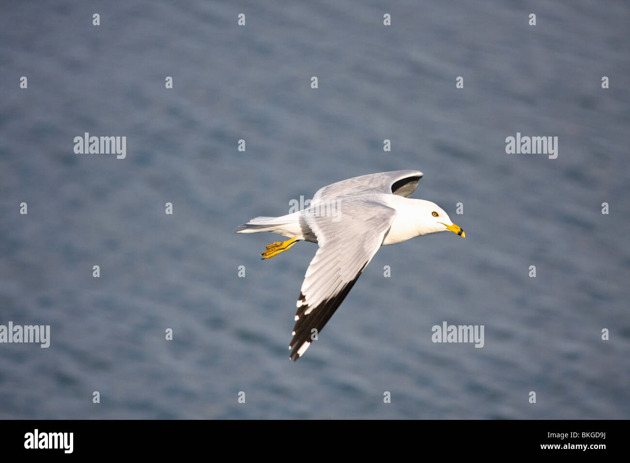 Mouette oiseau battant des ailes de l'eau côté ensoleillé jour blanc gris noir de la mer du Canada Ontario Banque D'Images