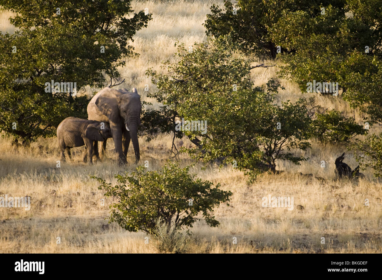 Adapté du Désert éléphants dans la concession de Palmwag, région de Kunene, le nord de la Namibie. Banque D'Images
